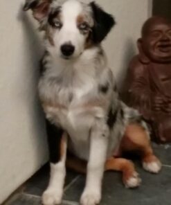 Hill's Science Diet Dry Dog Food, Puppy, Chicken Meal & Barley Recipe, 30 lb. Bag Puppy Dry 30 Pound (Pack of 1) 48 61jMYqV8YlL