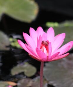 SanDisk 16GB Extreme SDHC UHS-I Memory Card - 90MB/s, C10, U3, V30, 4K UHD, SD Card - SDSDXNE-016G-GNCIN 31 61jRr3s3XRL