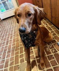 Carpet Miracle - Carpet Cleaner Shampoo Solution for Machine Use, Deep Stain Remover and Odor Deodorizing Formula, Use On Rug Car Upholstery and Carpets (32FL OZ) Spring Mint Scent 32 Fl Oz (Pack of 1) 38 61jcwSC12JL