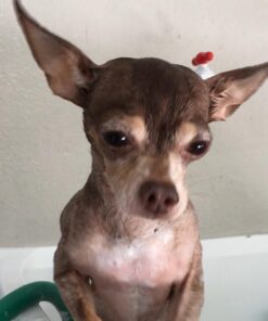 Davis Pramoxine Anti Itch Dog and Cat Creme Rinse, 12-Ounce, tan (DM158 12) 24 61jfTXG8sfL