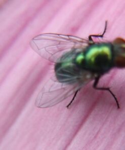 Altura Photo 58MM 0.35x Fisheye Canon Wide Angle Lens (w/Macro Portion) for DSLR Cameras EOS Rebel 70D 77D 80D 90D T8i T7 T7i T6i T6s T6 T5i T5 T4i T3i T100 SL1 SL2 SL3 - Canon Mount 37 61jhSMsNS0L