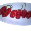 Peter Pepper Red Hot Pepper 10+ Seeds