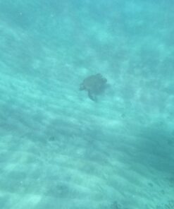 GoPro Hero7 Black — Waterproof Action Camera with Touch Screen 4K Ultra HD Video 12MP Photos 720p Live Streaming Stabilization 35 61jjqhLwIeL