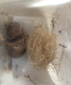 BioLogic Company, Inc. Praying Mantis Egg Cases - 2 Extra Large Cases 33 61jmYqatLjL