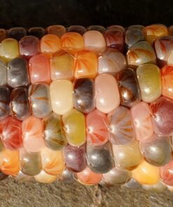 Glass Gem Indian Corn Heirloom Seed - The Most Beautiful Corn in the World! 45 61jnGJT9PL