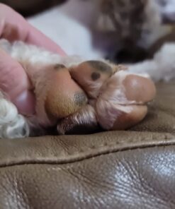 Musher's Secret Dog Paw Wax 60 g (2.1 oz) - Moisturizing Dog Paw Balm that Creates an Invisible Barrier That Protects and Heals Dry Cracked Paws - All-Natural with Vitamin E and Food-Grade Ingredients 2.1 Ounce (Pack of 1) 47 61jp6owCC8L