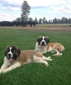 Doggie Dooley 3116 Waste Terminator, 1-Year Supply , 12.69 Ounce (Pack of 1) 15 61js41kmrwL