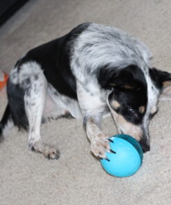 Our Pets Smarter Toys IQ Treat Ball - Colors Mary Vary - 4" (2130010792) IQ TREAT BALL 4" 39 61jv2fUbVSL