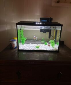 GloFish aquarium Gravel 5 Pounds, White, Complements GloFish Tanks (29022) White Frost 41 61k1fSVxtxL