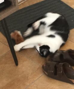 KONG Squirrel Catnip Toy Brown 19 61k41uDGP9L