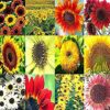 BIG PACK - (1,000+) SUNFLOWER Sunny Sun Flower CRAZY MIX flower Seeds - Non-GMO 15 61k4J6BJPmL