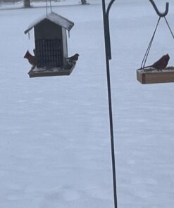 Wild Wings WWCF23 Cedar Tray Bird Feeder 45 61k6zx6LjjL