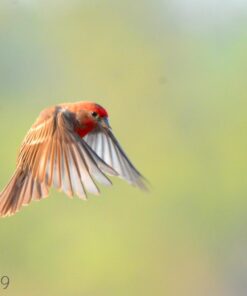 Tamron SP 150-600mm F/5-6.3 Di VC USD G2 for Nikon Digital SLR Cameras 66 61k8vyhKojL