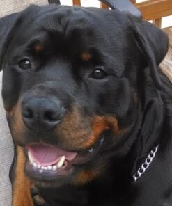 TOUGH-GRID Premium 750lb Paracord 100% Nylon Type IV Mil-Spec Parachute Cord - Certified MIL-C-5040H - UV/Abrasion Resistant - Heavy Duty Strands - Made in USA and Used by US Military Black 200Ft. (Wound on Tube) 38 61k9m1j5hoL