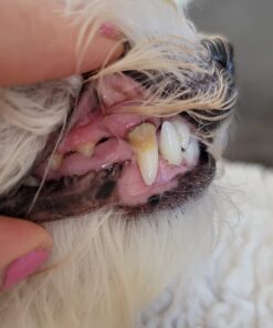 ProDen PlaqueOff Powder for Pets - Cat & Dog Breath Freshener - Plaque & Tartar Remover for Pet Oral Care - Supports Healthy Mouth for Dogs - 60g 30 61kMNmLBcL