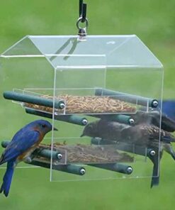 Amzey Appetizing Mealworms 5 LBS- 100% Non-GMO Dried Mealworms - Large Meal Worms - High Protein Treats- Perfect Mealworm for Chickens, Ducks, Turtles, Blue Birds, Lizards - Bag of Mealworms 5 LBS Seafood 13 61kcZ0tMbaL