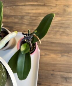 Miracle-Gro Ready-To-Use Orchid Plant Food Mist, 8 oz., Feeds Plants Instantly, 1 Pack 53 61kf2eMPGIL