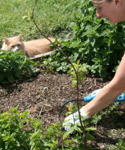 CobraHead® Original Weeder & Cultivator Garden Hand Tool - Forged Steel Blade - Recycled Plastic Handle - Ergonomically Designed for Digging, Edging & Planting - Gardeners Love Our Most Versatile Tool 61 61kiSaxXzEL