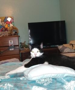 Hill's Science Diet Dry Cat Food, Adult, Sensitive Stomach & Skin, Chicken & Rice Recipe, 3.5 lb. Bag 3.5 Pound (Pack of 1) 35 61kjQHkLlVL