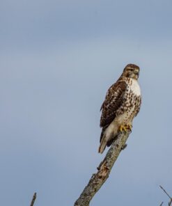 Nikon AF-S FX TC-14E III (1.4x) Teleconverter Lens with Auto Focus for Nikon DSLR Cameras 24 61ktZGuImPL