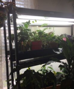 VIVOSUN T5 Grow Light Bulbs 54W 6500K HO Fluorescent Tubes Light Bulbs, Cool White T5 Bulb for 46 Inches T5 Light Fixtures, T5 Grow Lights for Indoor Plants, Pack of 5 54.0 Watts 30 61kuYhFUWSL