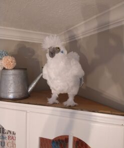 Adore 12" Standing Puffy The Silkie Chicken Plush Stuffed Animal Toy 19 61kx83IMZvL