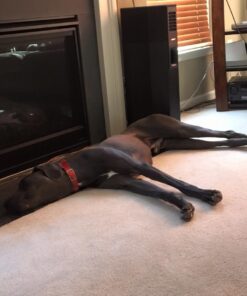 Don Sullivan Perfect Dog Command Collar with Extra Links and DVD, Large blue 29 61kxjSLAU6L