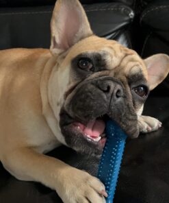 Nylabone Power Chew Toys Variety Triple Pack - Dog Toys for Aggressive Chewers - Indestructible Dog Bones for Small Dogs - Chicken, Bacon & Peanut Buter Flavors, Small/Regular (3 Count) Small up to 25 lbs. 46 61l8ZOtiVSL