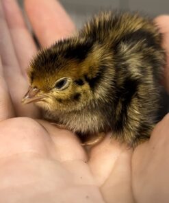 12 Large Fertile Hatching Coturnix Quail Eggs 37 61lA1JQo3RL