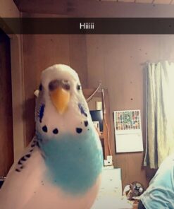 Volkman Avian Science Super Parakeet Bird Food 4lb 4 Pound (Pack of 1) 19 61lEpoOOFL