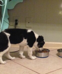 Hill's Science Diet Dry Dog Food, Puppy, Chicken Meal & Barley Recipe, 30 lb. Bag Puppy Dry 30 Pound (Pack of 1) 43 61lIEvPKhQL