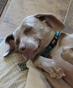 PEDIGREE DENTASTIX Large Dog Dental Care Treats Original, Beef & Fresh Variety Pack, 2.73 lb.Pack (51 Treats) Variety: Chicken, Beef & Fresh 51 Count (Pack of 1) 33 61lJMhCRoUL