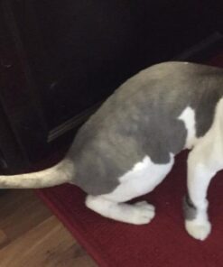 PetSafe SSSCAT Spray Replacement Can Replacement Can Only 17 61lJt2VPkL