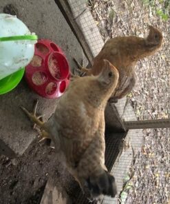 Alternative view of Ware Manufacturing Chick-N-Canteen Bird Feeder