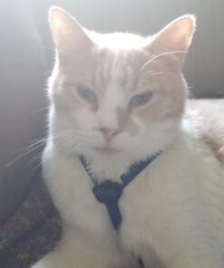 PetSafe Come With Me Kitty Harness and Bungee Leash, Harness for Cats, Large, Royal Blue/Navy 36 61lNobyd6L