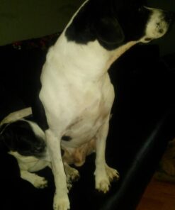 Forticept Maxi-Wash Hot Spot Treatment, Wound Care & Itch Relief Spray for Dogs and Cats. Relives Scratching, Rashes, Sores, Itchy Skin and Paw Licking 8 oz 8 Fl Oz (Pack of 1) 22 61lRhkkJdyL 1