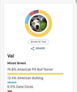 Embark Breed Identification Kit | Most Accurate Dog DNA Test | Test 350+ Dog Breeds | Breed ID Kit with Ancestry & Family Tree 51 61leQE3BNzL