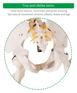 Giantex B010L18XEW Life Size 70.8" Human Anatomical Anatomy Skeleton Medical Model + Stand 36 61lqM5f4duL