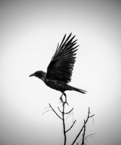 Sigma 150-600mm 5-6.3 Sports DG OS HSM Lens for Canon Canon SLR Mount US Version 101 61lr7OyAZFL