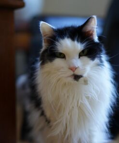 Sony 55mm F1.8 Sonnar T FE ZA Full Frame Prime Lens - Fixed Base 61 61lvj4YJwWL