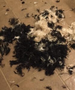 PET MAGASIN Japanese Stainless Steel Grooming Scissors (2) for Facial Hair and Larger for Body Trimming with Round Tip Grooming Sets 39 61lzQgNEgGL