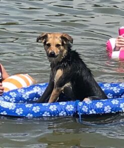 SwimWays Paddle Paws Spring Float Dog Raft, Small (0-65 lbs.) 32 61m42TWAdQL