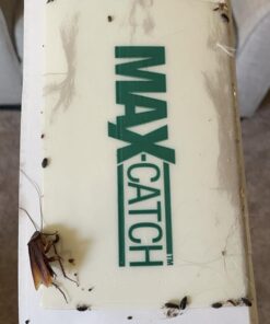 Pest Glue Trap by Catchmaster - 36 Boards Pre-Baited, Ready to Use Indoors. Rodent Mouse Rat Insect Sticky Adhesive Simple Easy Simple Non-Toxic - Made in the USA 36 Pack Scented 35 61m7qJ3hw6L