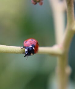 58MM Complete Lens Filter Accessory Kit (UV, CPL, ND4, ND2, ND4, ND8 and Macro Lens Set) for Canon EOS 70D 77D 80D 90D Rebel T8i T7 T7i T6i T6s T6 SL2 SL3 DSLR Cameras 58MM 63 61mDVHwVgQL