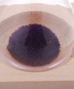 GracesDawn Hand-Blown Glass Sand Timer Magnet Magnetic Hourglass Beautiful Wooden Base 7 61mESt26GsL