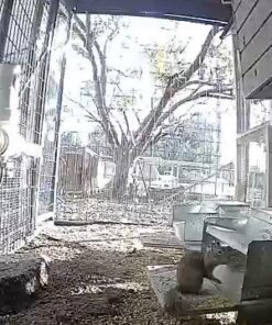 Grandpa's Feeders Automatic Chicken Feeder - Sturdy Galvanized Steel Poultry Feeders - No Spill with Weatherproof Lid - Standard Size for 6-12 Chickens 10 Days (20lb Feed) Silver 14 lb 42 61mFxJw9s9L