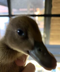 HovaBator 2370 Egg Incubator Deluxe Combo Kit, Electronic Thermostat, Circulating Air Fan, Automatic Egg Turner, Hygrometer for Humidity Measurement, Quail - Goose Hatching Eggs, Poultry 31 61mHZ2q6BL