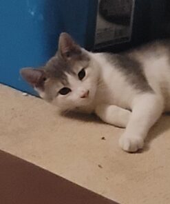 Hartz UltraGuard Plus Water Resistant 7 Month Protection Breakaway Flea & Tick Collar for Cats (3270094268) 34 61mTyXF26L