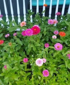 Zinnia - California Giant Mix - Bulk Pack 5,000 Seeds by Seeds2Go 31 61mUiJgrecL