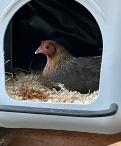 Little Giant® Plastic Chicken Nesting Box | Chicken Nest Box for Laying Hens | Chicken Bed | Egg Laying Chicken Box | Chicken Perch | Nesting Box for Chicken Coops 19 61mV53xQTrL